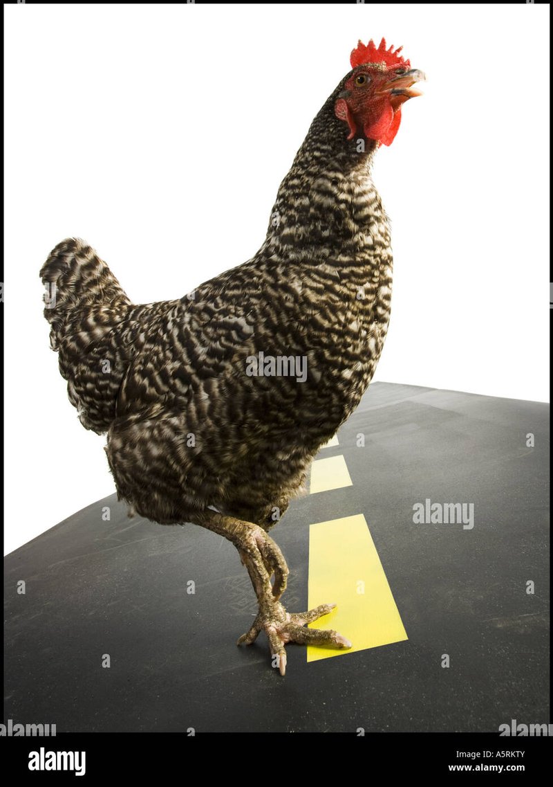 Netherlands - chicken road slot