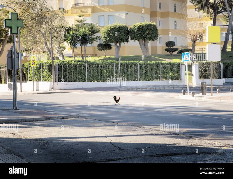 Chicken road in Spain